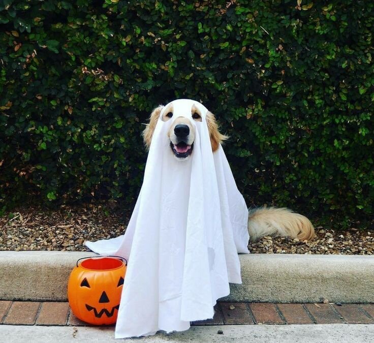 Perro disfrazado de fantasma