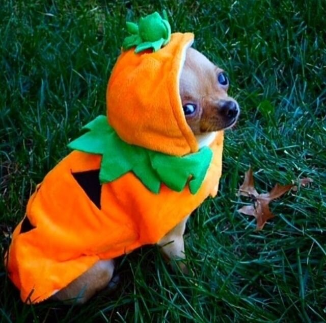 Perro disfrazado de calabaza