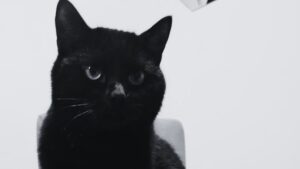 Estas son las razones por las que debería tener cuidado con su gato negro en Halloween