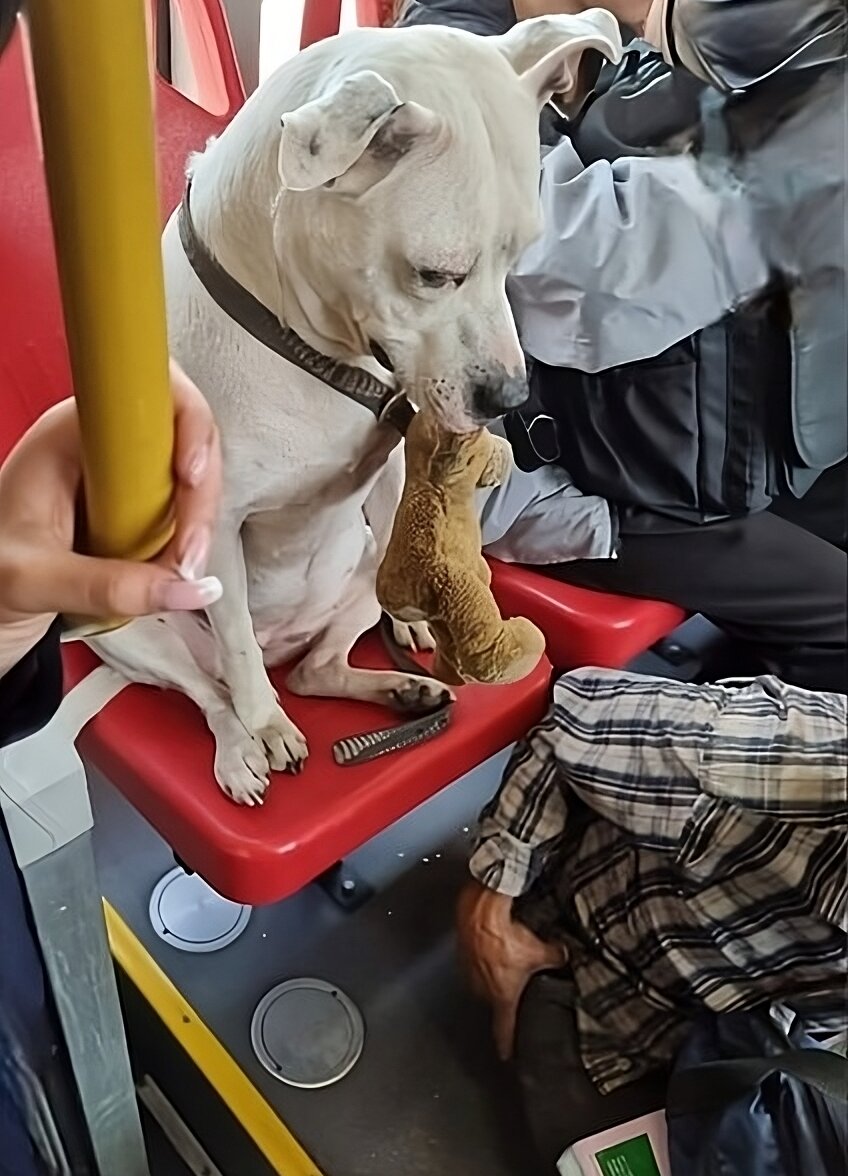 Hombre le dio silla de TransMilenio a su perrito y él se sentó en el piso