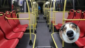 Hombre le cedió puesto en TransMilenio a su perrito con osito de peluche