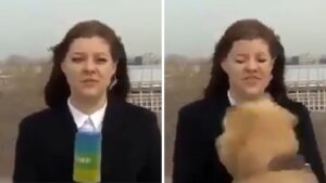 Video | Perrito le robó micrófono a periodista mientras reportaba en vivo