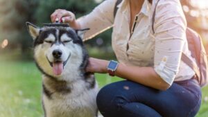 Evite el pelo muerto y problemas de piel en su mascota con estos hábitos, según expertos