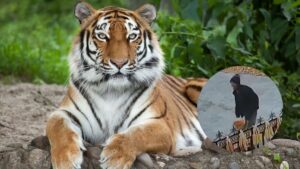 Video | Hombre se salvó de milagro de ser atacado por un tigre siberiano