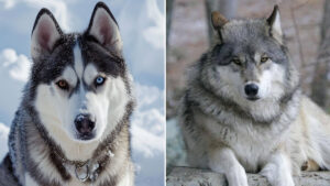 La gran diferencia entre un lobo y un perro raza husky: no son como parecen