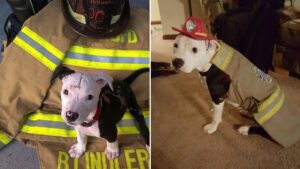 Él es Jake, el perrito que fue rescatado de un incendio y ahora es un bombero