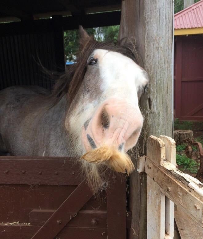 Caballo con bigote