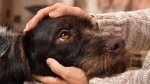 Celadog: perrito en Bogotá se roba las miradas mientras acompaña a su dueño al trabajo