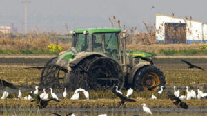 Crisis en la producción de arroz: ¿un paro nacional se avecina?