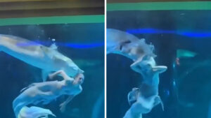 Video | Así fue el ataque de un pez gigante a una artista dentro de un acuario