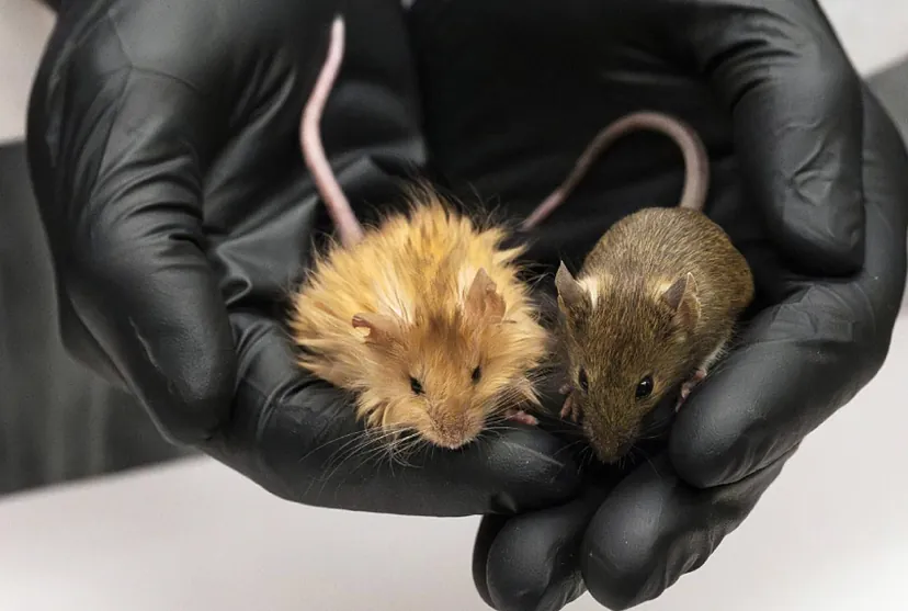 Ratones con pelo de mamut | Foto: Colossal Biosciences