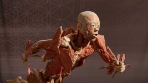 Así fue como una madre reconoció el cadáver de su hijo en un museo de exposición humana