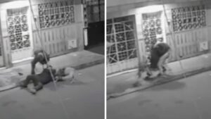 Video | Peligrosa nueva modalidad de robo en Bogotá: ladrón usa su perro para delinquir