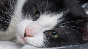 Video | Atrapan a un gato que ingresaba droga a una prisión: ¿cómo lo hacía?