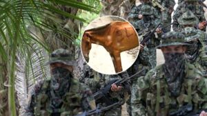Video | ‘Mula bomba’ en Antioquia: la triste práctica de usar animales para la guerra