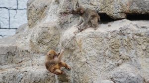 Punch, el macaco viral que juega con un peluche de orangután