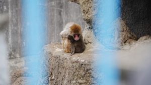 Punch, el macaco viral que juega con un peluche de orangután