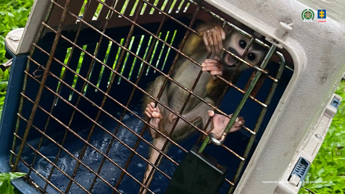 Creador de contenido es enviado a prisión por maltrato animal y uso de fauna silvestre en videos